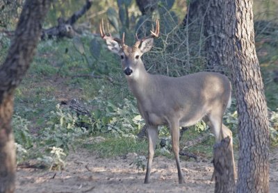 Young Ten Point Whitetail.jpg