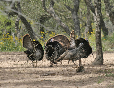 Rio Grande turkeys in March.jpg
