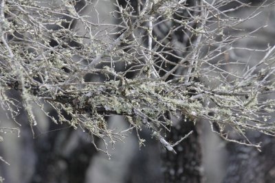 lichen on liveoak.jpg