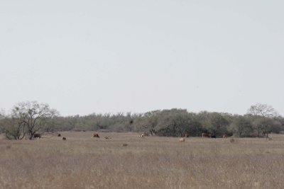 cattle in pasture.jpg