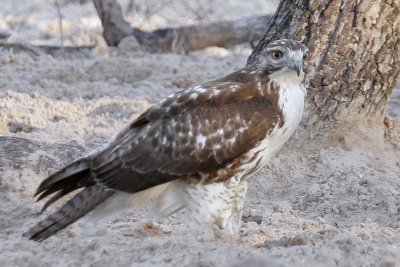 Hawk at deer feeder.jpg