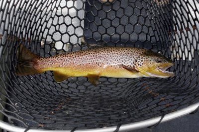 18 inch brown on the Norfolkreleased.jpg