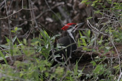 Pileated Woodpecker.jpg