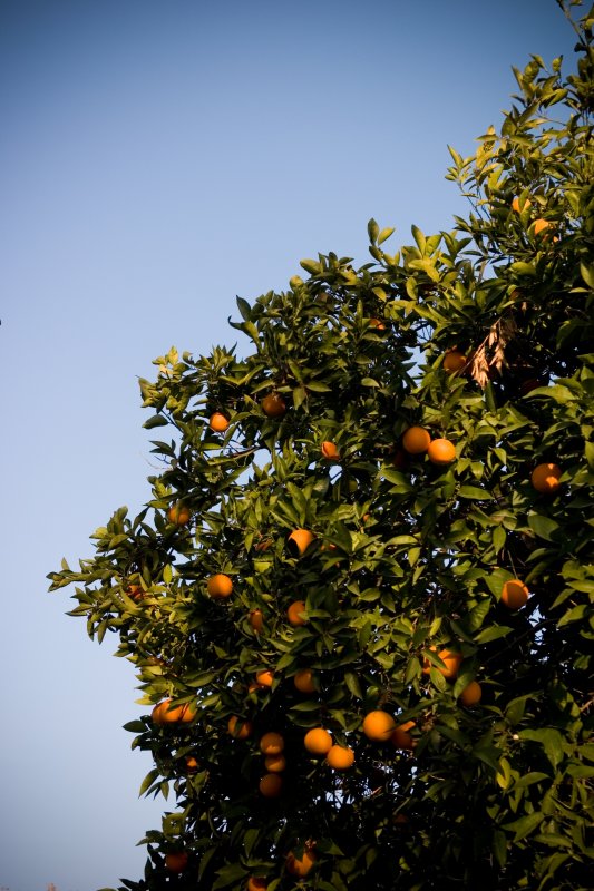 December 30th Alt - Neighbors Oranges