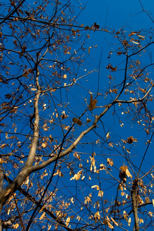 December 30th Alt - Tree Bones