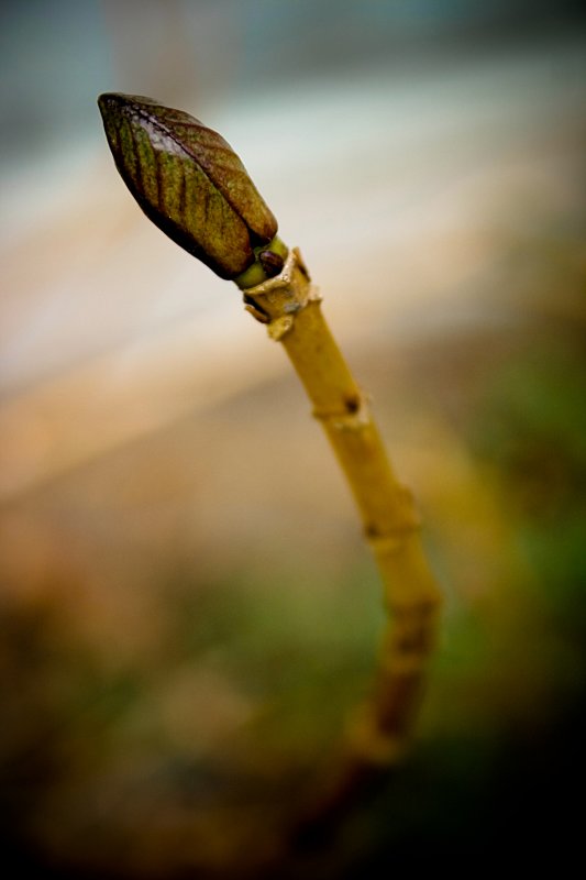 February 11th Alt - Hydrangea Bud