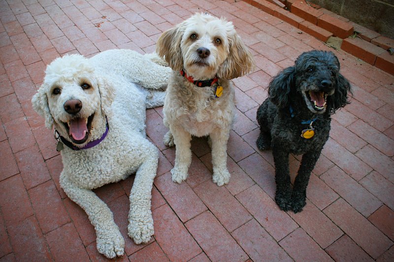 June 17th - Teddy, Sophie and Jack