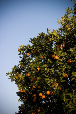 December 30th Alt - Neighbor's Oranges