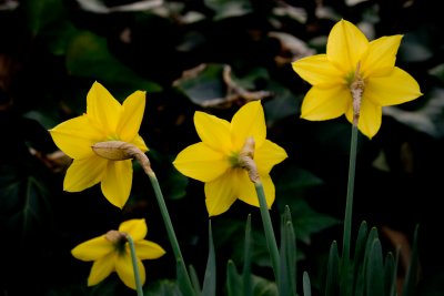 March 3rd - Shy Daffodils