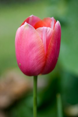 March 26th - Tulip!