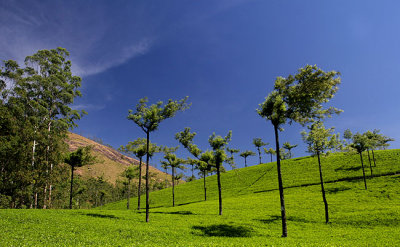 Tea & Trees