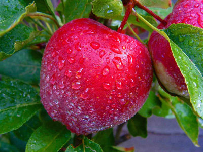 Apples in the Rain