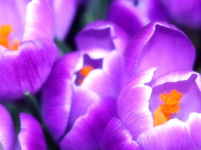 Crocus