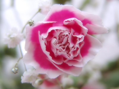 Pink and White Carnation