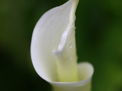 Arum Lilly in the Rain