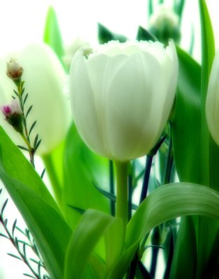White Tulips