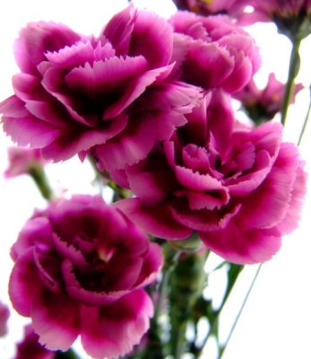 Deep Pink Carnations