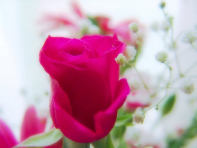 Single Pink Rose