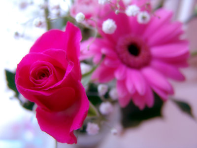 Single Pink Rose with Pink Gerbera