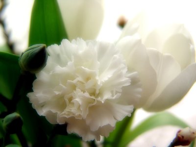 White Carnation and Tulips
