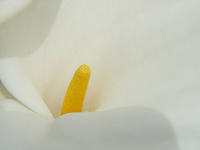 Close-up of Arum Lilly