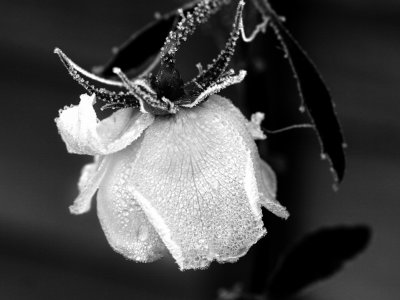 Frosted Rose in Black & White