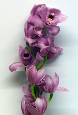 Purple Orchids