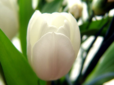 White Tulip