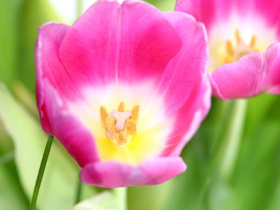 Inside View of Pink Tulip