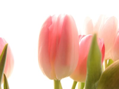 Pale Pink Tulips