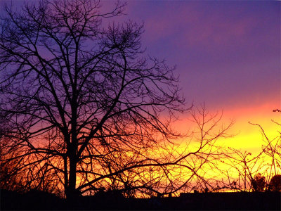 Tree at Sunset