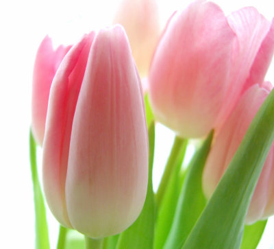 Pink Tulips