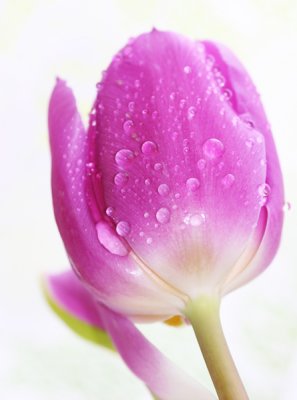 Purple Tulip and Raindrops