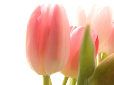 Pale Pink Tulips
