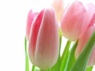 Pink Tulips