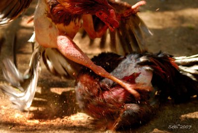 Cuba 2007 : Pelea de gallos - Fighting cocks