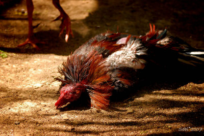 La agonia de un gallo moribundo