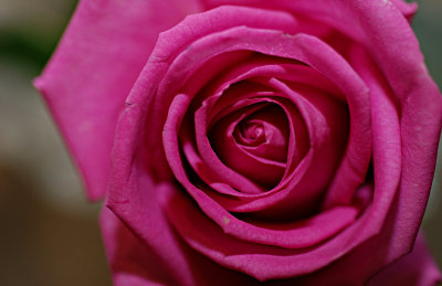 Pink rose.jpg