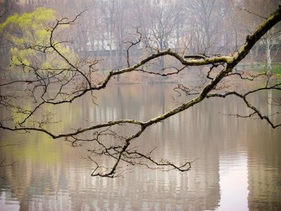 Central Park in the Rain