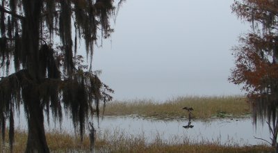 Cormorant in the mist