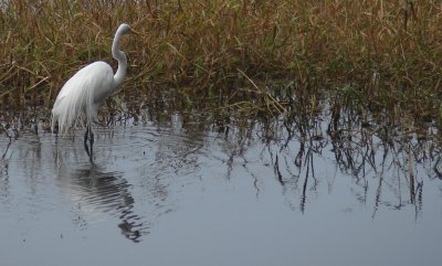 Crane in marsh