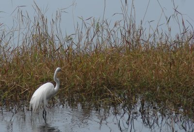 Crane in the mist