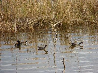 Marsh with birds
