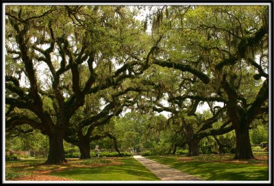 The old Oak trees