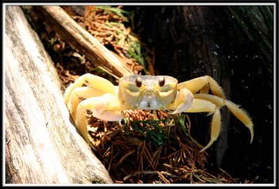 Ghost Crab... I named him Killer