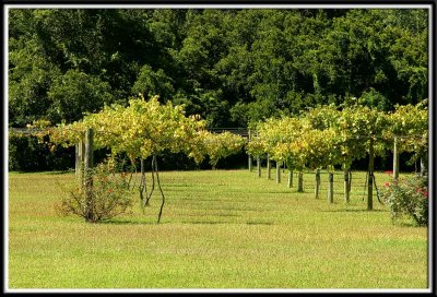 Vineyard of baby trees