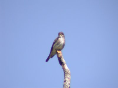 DSCN9080a.jpg