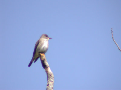 DSCN9081a.jpg