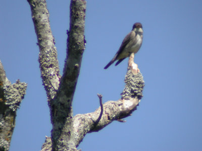 DSCN9082a.jpg