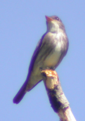DSCN9079b.jpg